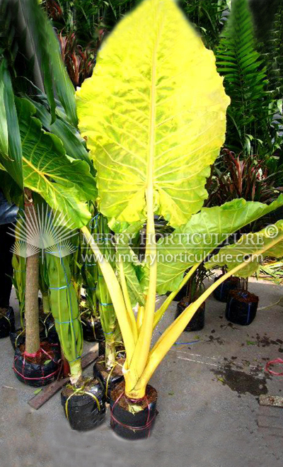 Alocasia macrorrhiza 'Yellow'